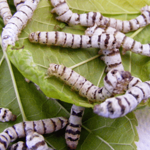 Gusano de Seda