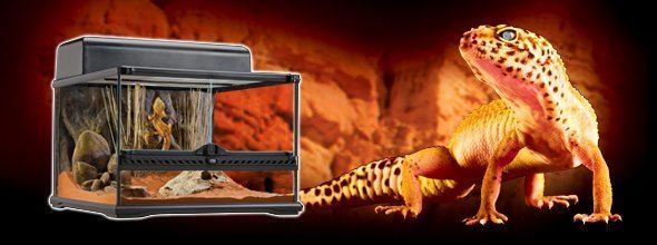 exo-terra-leopard-gecko-starter-kit