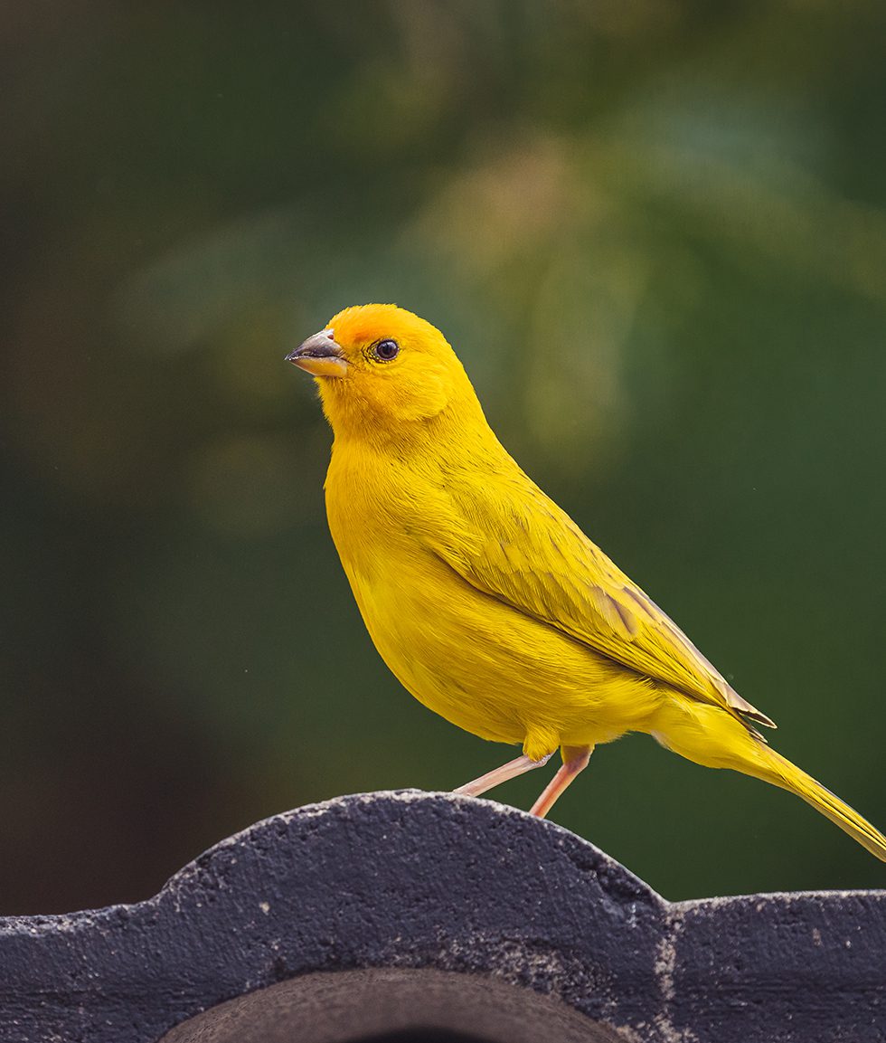 Canario