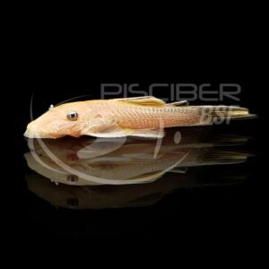 ANCISTRUS ALBINO
