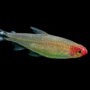 HEMIGRAMMUS BLEHERI
