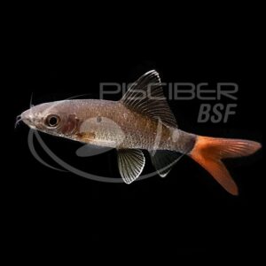 LABEO FRENATUS