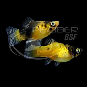 PLATY AVISPA