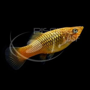 PLATY VARIATUS