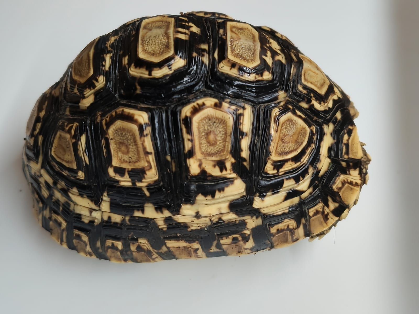 STIGMOCHELYS PARDALIS - Imagen 3