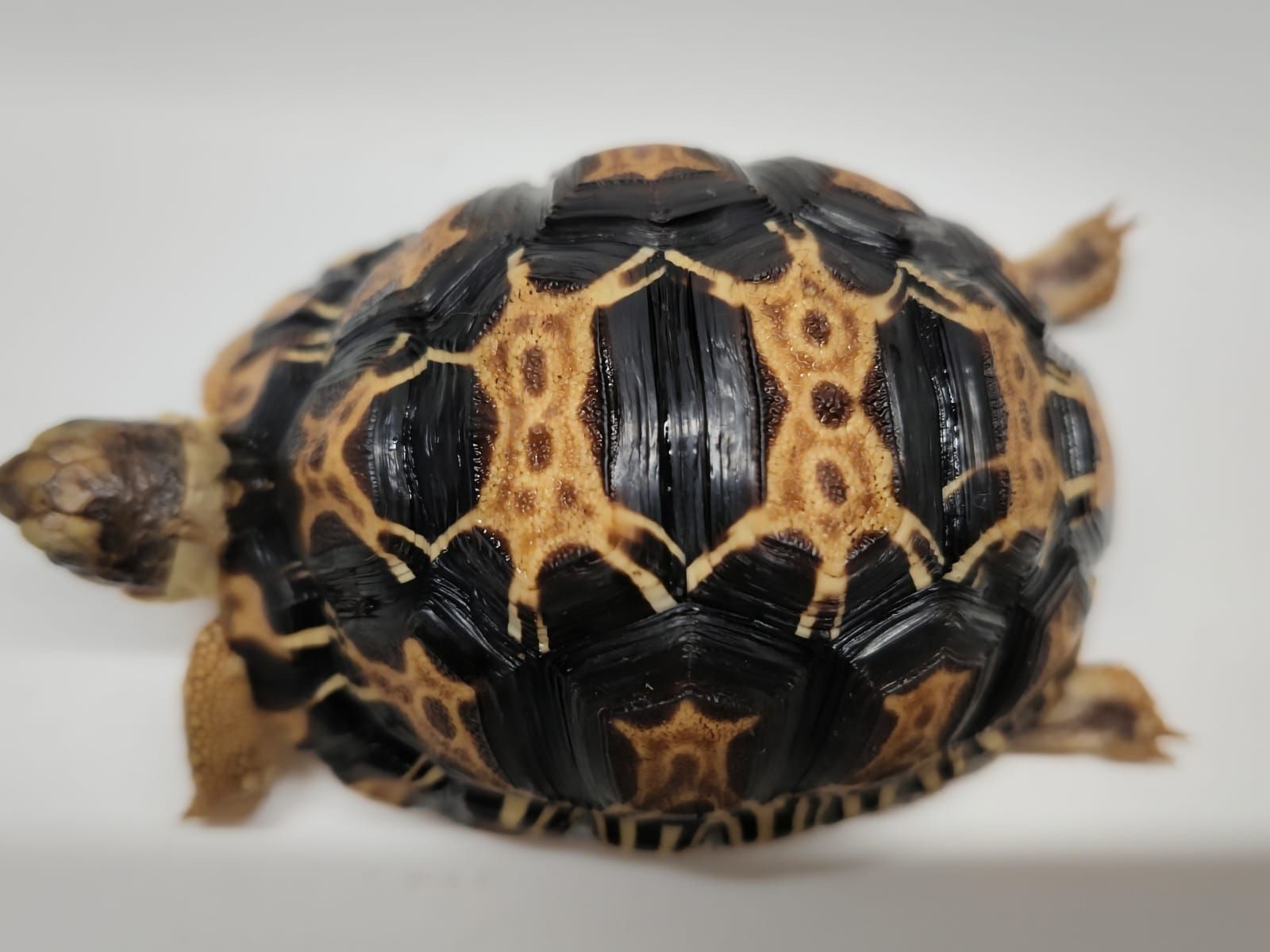 Astrochelys Radiata - Imagen 3
