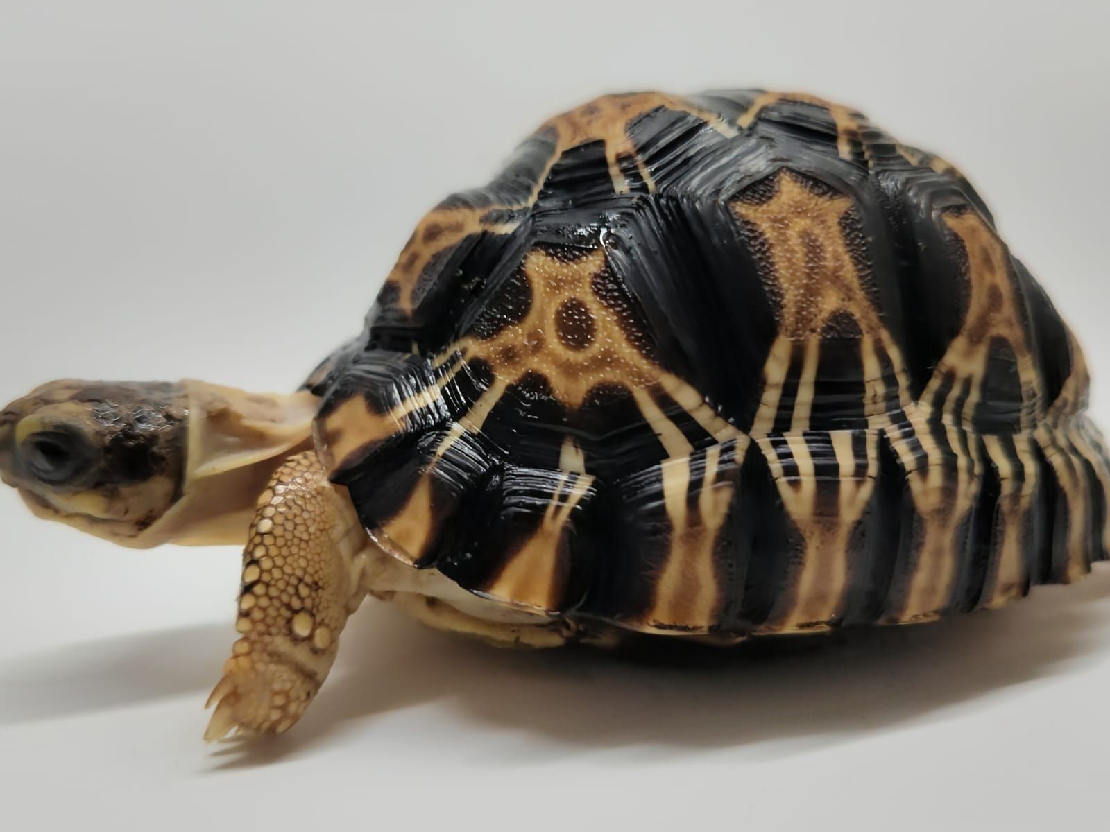 Astrochelys Radiata - Imagen 11