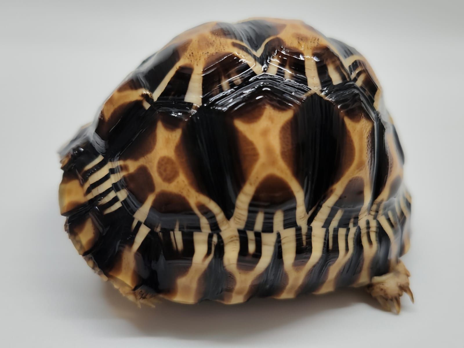 Astrochelys Radiata - Imagen 5
